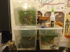 three plastic containers filled with plants on top of a counter next to a wall mounted map