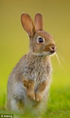 a brown rabbit standing on its hind legs in the grass with it's eyes open