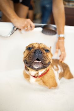 a brown and white dog sitting in a bathtub with it's mouth open