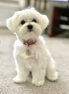 Dogs Cute, White Dog, Maltese, Cute Dogs, Puppies, Dogs, White