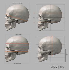 three different views of a human skull, with the same size and width as shown below