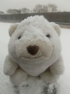 a white teddy bear sitting in the snow