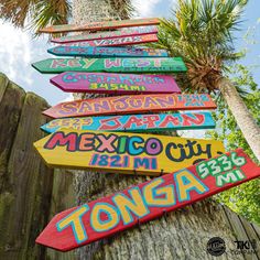 many signs are posted on the side of a palm tree