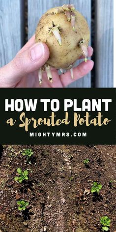 how to plant a sprouted potato