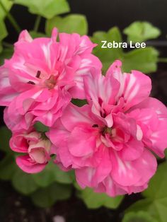 two pink flowers with green leaves in the background and zebra lee on the right side