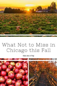 what not to miss in chicago this fall with pictures of pumpkins and other things