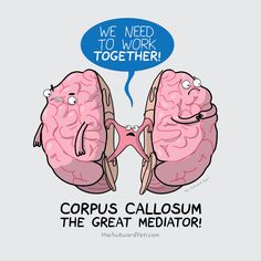 two cartoon brain halves with the caption we need to work together copus calosom the great mediator