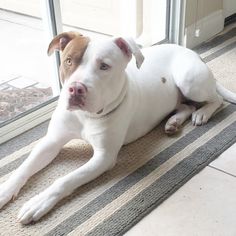 a white and brown dog laying on top of a rug next to a glass door