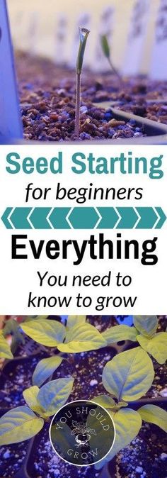 seed starting for beginners everything you need to know to grow