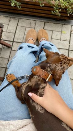 a person sitting on a bench holding a dog in their lap and wearing a leather collar