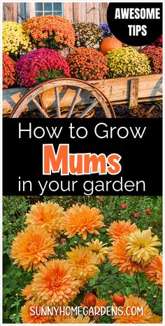 an image of how to grow mums in your garden