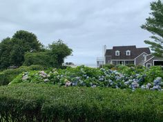 a house and some bushes in front of the house with blue flowers on each side