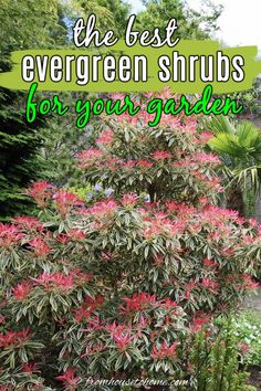 the best evergreen shrubs for your garden are you looking for some beautiful evergreen shrubs?