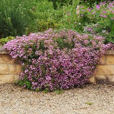 purple flowers are growing on the side of a stone wall in front of some plants