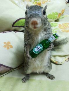 a small rodent holding a beer bottle