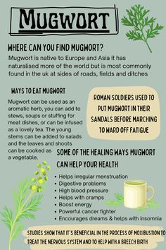 an info sheet describing the benefits of mulwort