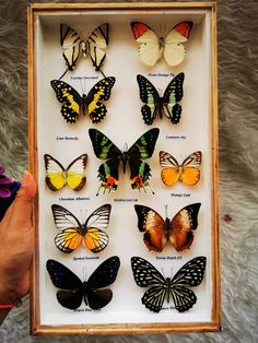 a person holding up a box with many different butterflies in it's display case