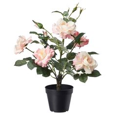 a potted plant with pink flowers in it on a white background and green leaves