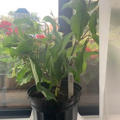 a potted plant sitting on top of a window sill