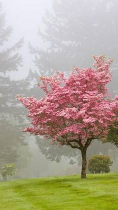 a pink tree in the middle of a foggy field with words written on it