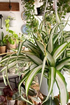 4 Common Causes & Effective Remedies! Explore the world of Spider Plant care as we unravel the reasons behind curly leaves and share proven solutions. Let's restore your Spider Plants to their lush, vibrant selves! IG Photo by: hioka.i Spider Plant Care, Best Houseplants, Chlorophytum Comosum, Get Rid Of Spiders, Boston Fern, Spider Plant, Aloe Vera Plant, Fern Plant, Room Ambiance