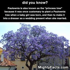 a tree with purple flowers in front of a building and the caption did you know?