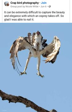 an image of a bird that is landing on a branch with it's wings spread