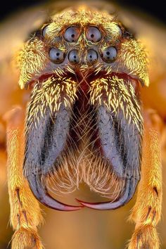 a close up view of the eyes and head of a jumping spider with long legs