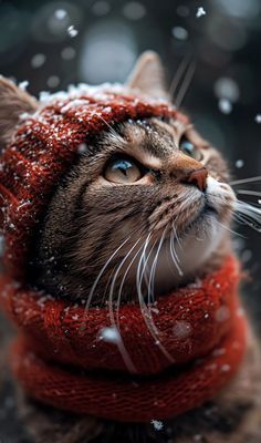 a cat wearing a red scarf and hat in the snow with it's eyes closed