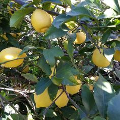 the lemons are growing on the tree and ready to be picked from the trees