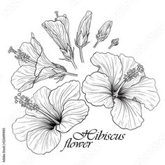 a black and white drawing of flowers with the words, st louis florise