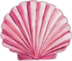 a drawing of a pink scallop shell