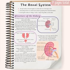 an open spiral notebook with diagram of the kidney