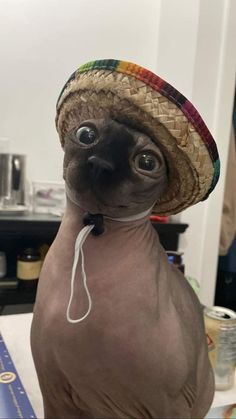 a hairless cat wearing a sombrero on top of it's head