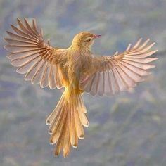 a small bird flying through the air with its wings spread