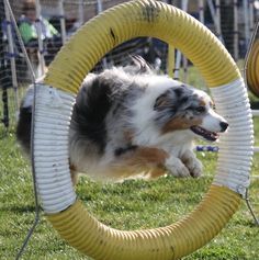 a dog jumping through a hoop in the grass