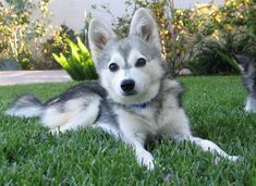 a husky dog laying in the grass next to a black and white puppy with blue eyes