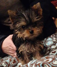 a small dog sitting on top of a bed next to a persons arm and leg