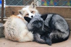 two foxes cuddle next to each other on the ground