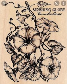 a rubber stamp with flowers on it and the words morning glory written in black ink