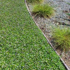 some green grass and plants in the middle of a garden area with gravel edging