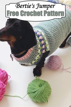 a black dog wearing a sweater next to balls of yarn with the caption bernie's jumper free crochet pattern