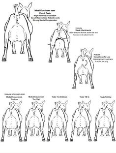 the horse's body is shown in this diagram, and shows how to draw it