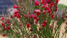 some red flowers are growing out of the sand