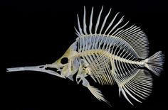 the skeleton of a fish is shown in this image, it appears to be an animal