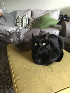 two black cats sitting on top of a yellow ottoman