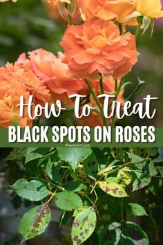 orange roses with text overlay how to treat black spots on roses