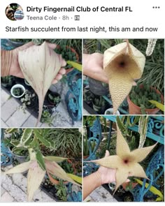 four pictures of different types of flowers and plants with caption that reads, dirty fingernail club of central fl