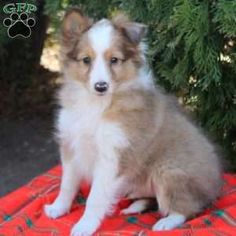 a small brown and white dog sitting on top of a red blanket next to a tree