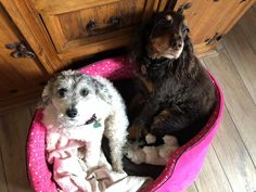 two dogs sitting in a pink dog bed on the floor next to a wooden cabinet